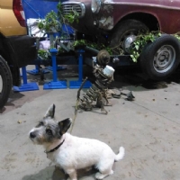 Bengie - Club Display Team Security Dog